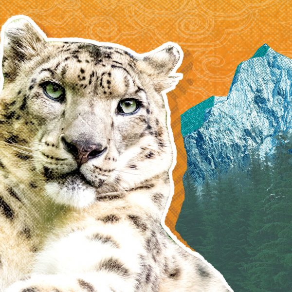 Zoo More Good Snow Leopard on Asian Highlands Background